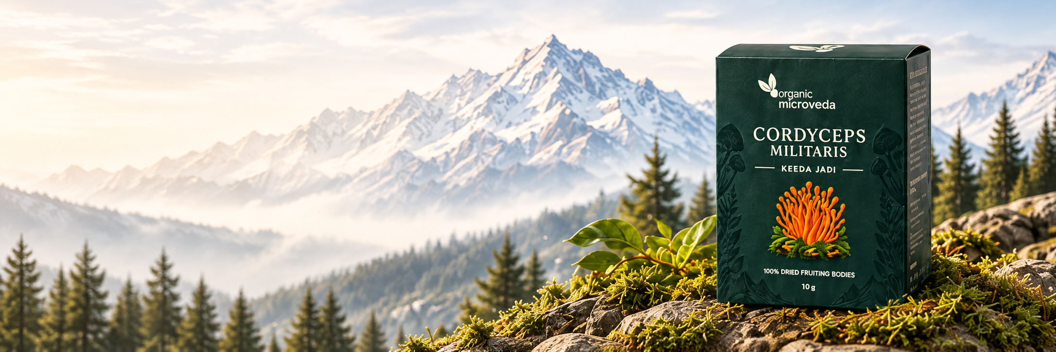 Organic Microveda Cordyceps Militaris on mossy rocks in the Himalayas